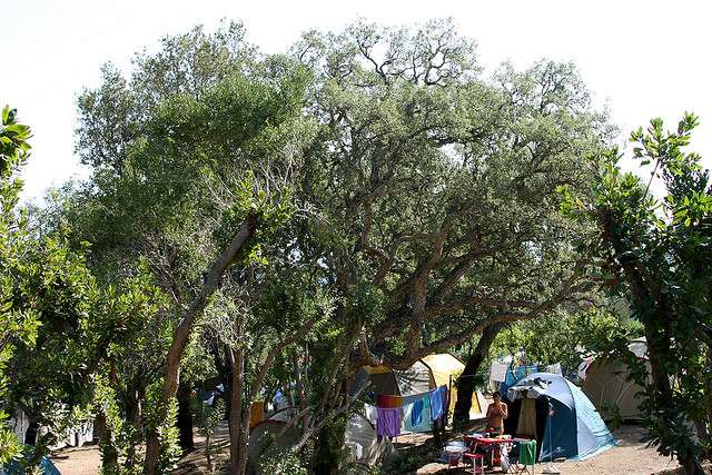 Camping en la abigarrada garriga corsa. Foto de Massimo Paladin.